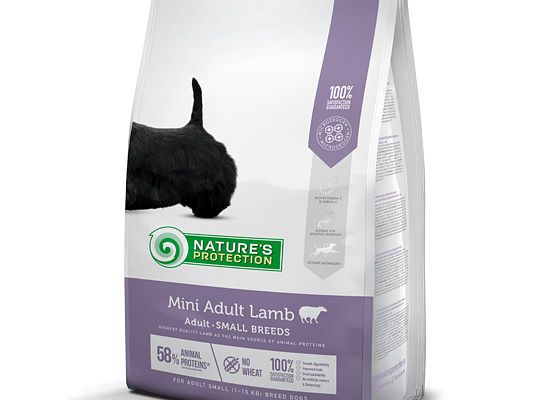 Adult Mini Lamb